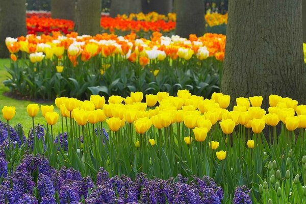 There is a tulip and flora flower in the garden