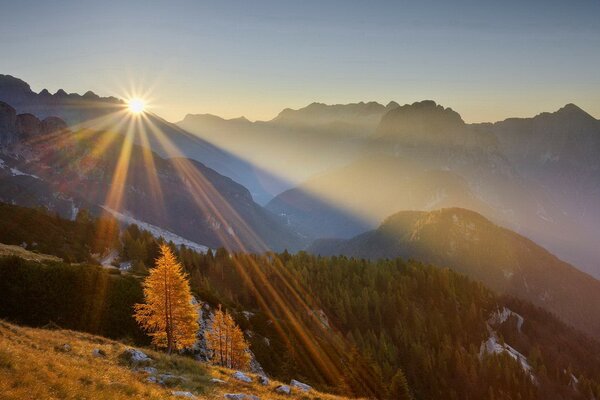 Fiore del sole in alta montagna