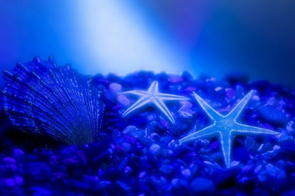 Duas estrelas do mar e uma concha no fundo do oceano