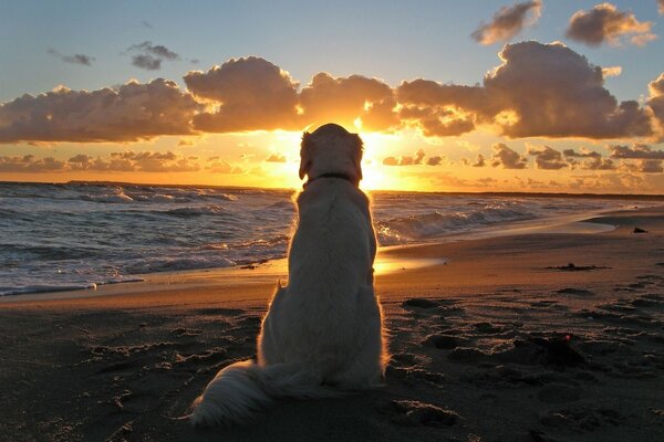 The faithful dog is waiting on the shore while the owner is bathing in the sea