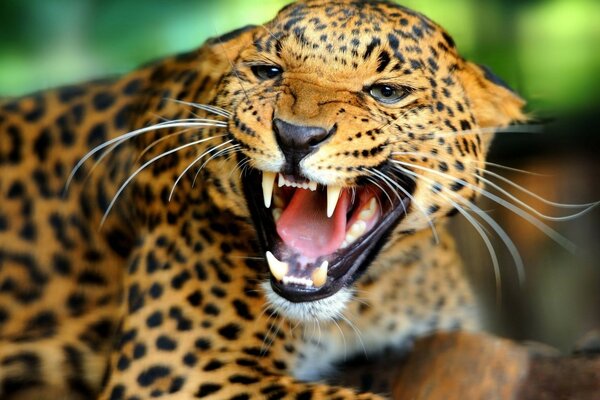Leopardo enojado en la naturaleza