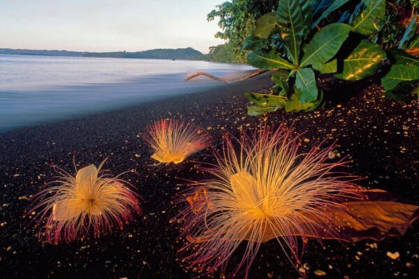 Festival de las flores-fuegos artificiales en la tierra