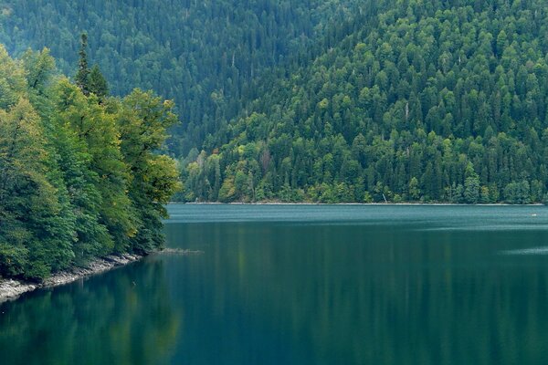 Гірські річки на тлі лісу і гір