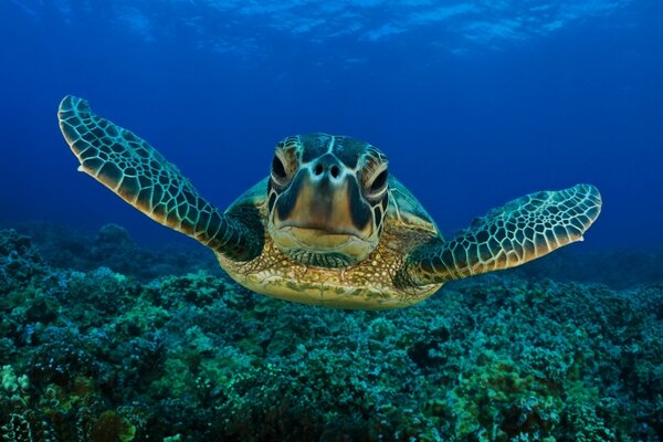 Eine große Schildkröte schwimmt über den Ozean