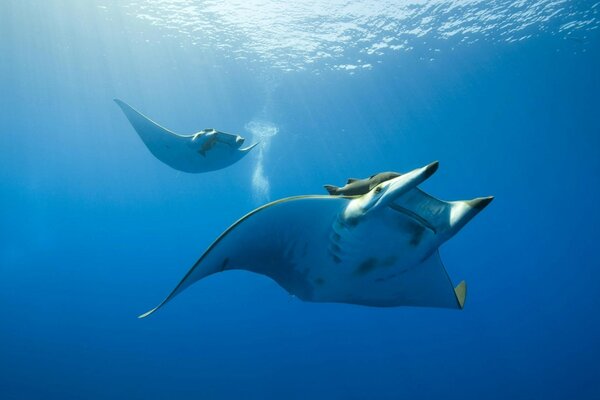 A stingray floating in the blue sea