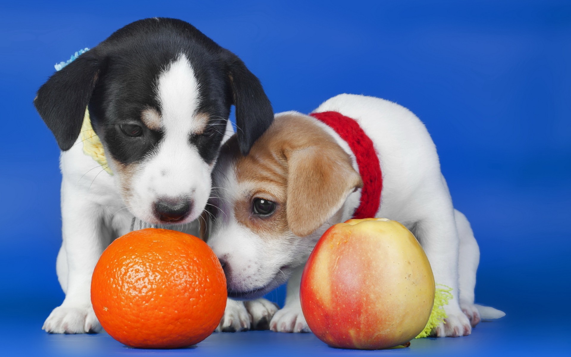 köpekler köpek sevimli evde beslenen hayvan küçük memeli hayvan köpek eğitmeni köpek yavrusu komik