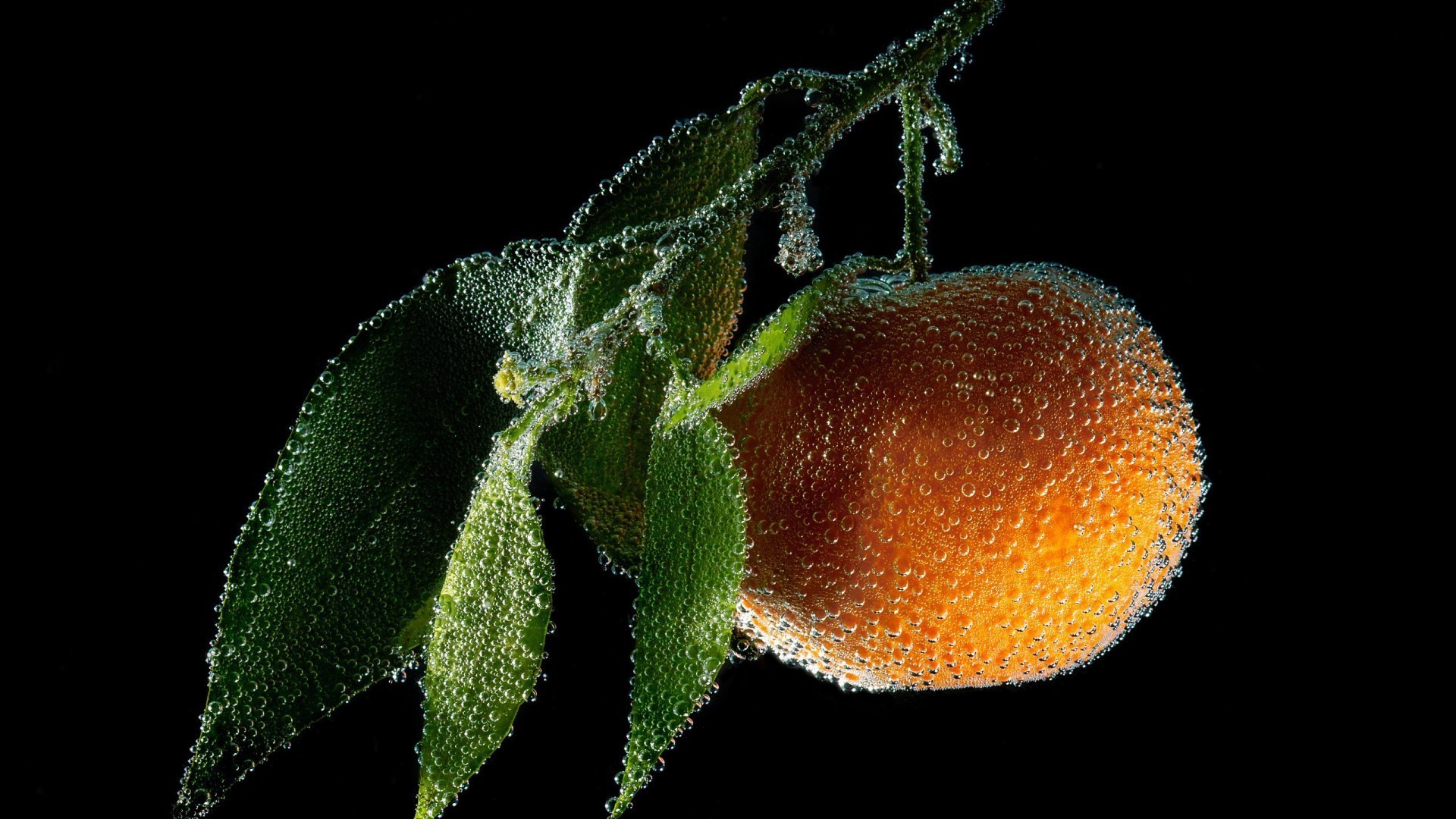 tröpfchen und wasser wirbellose biologie natur essen tierwelt eine unterwasser blatt im freien obst