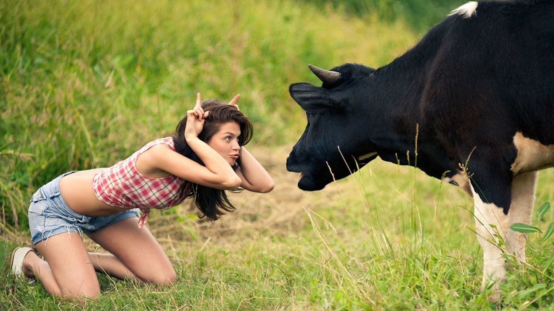 animales hierba naturaleza campo heno verano al aire libre