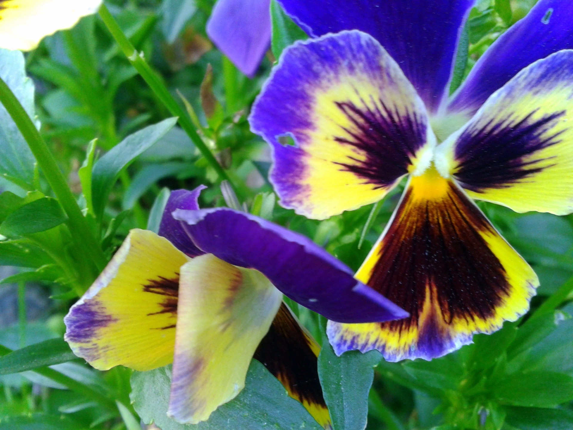 close-up natura fiore foglia flora floreale estate giardino luminoso viole del pensiero fiore colore viola petalo all aperto close-up viola