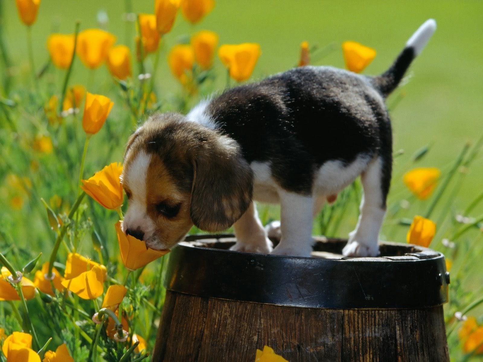 chien herbe mignon mammifère petit nature à l extérieur animal de compagnie