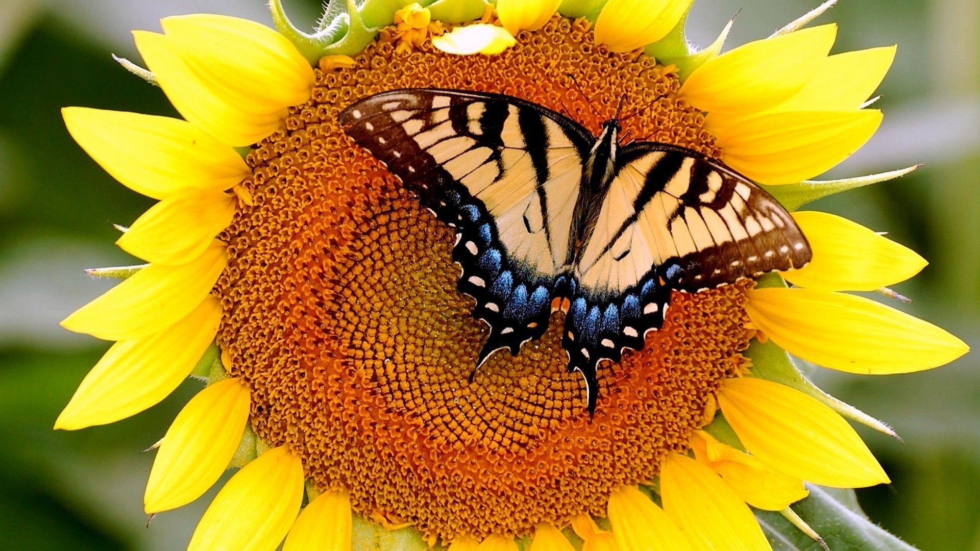 подсолнухи природа подсолнуха насекомое лето цветок флора яркий красивые бабочка на открытом воздухе крупным планом сад лист пыльца цвет рабочего стола хорошую погоду