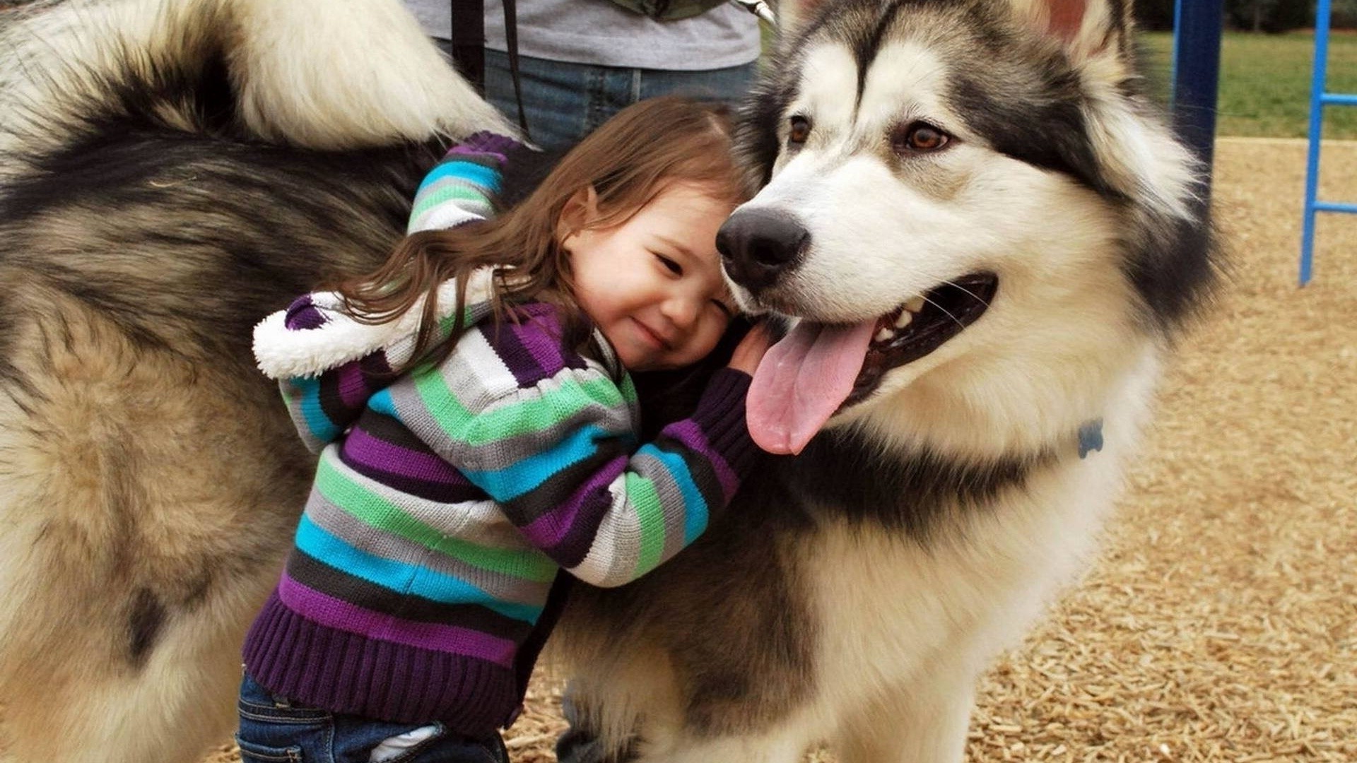 enfants avec animaux chien cynologue animal de compagnie mignon mammifère chiot animal fourrure portrait petit jeune loup berger race