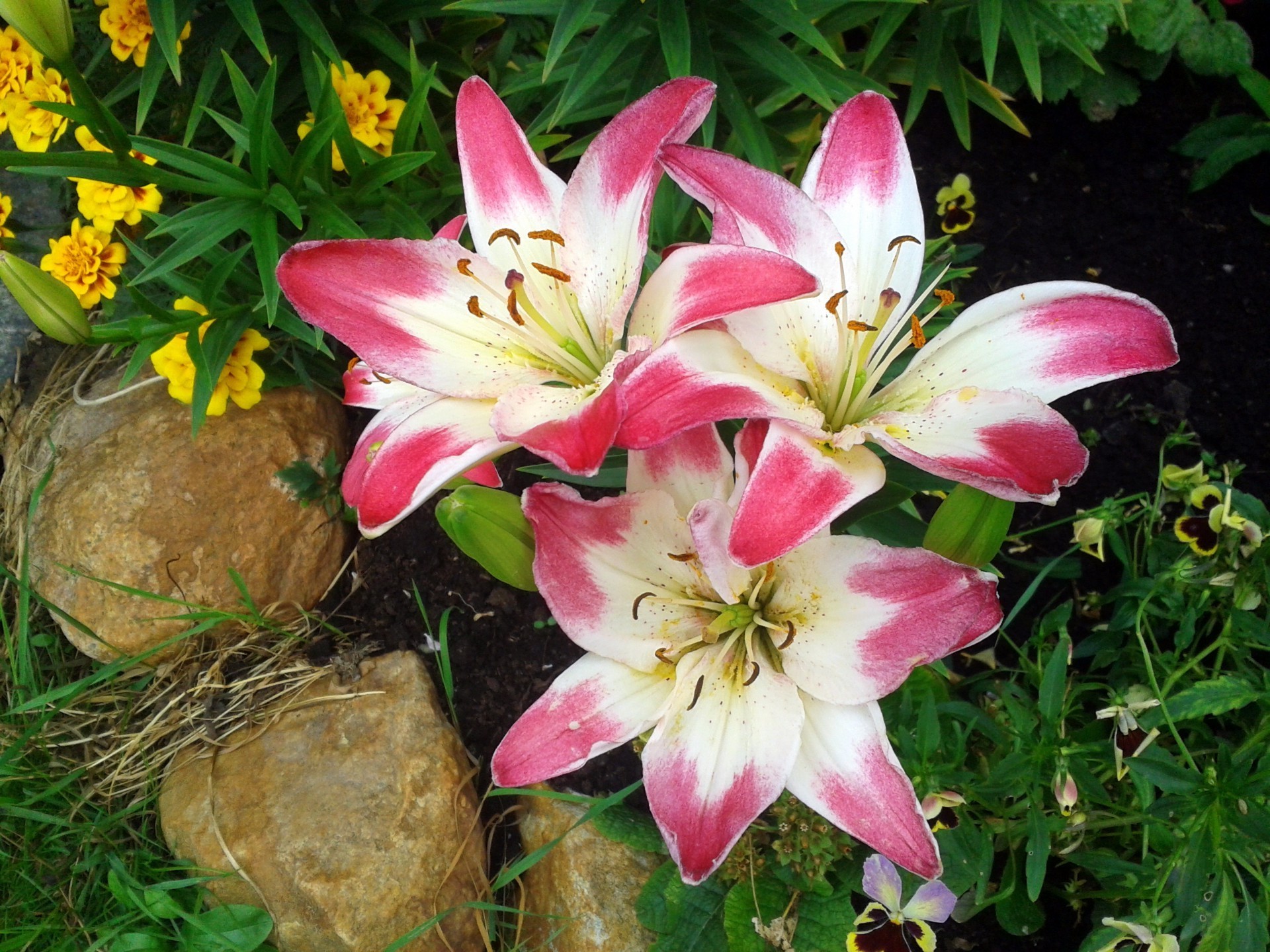 lilien blume natur garten blatt flora sommer blumen schön blühen blütenblatt farbe schließen saison dekoration hell blumenstrauß