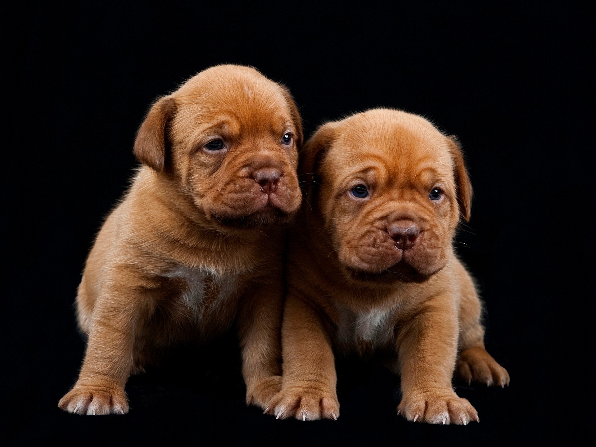 cane carino cane animale domestico cucciolo canino mammifero purosangue razza piccolo animale studio divertente ritratto adorabile sedersi pedigree bambino giovane domestico