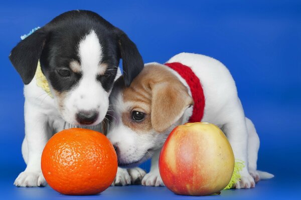 Zwei Welpen spielen mit Apfel und Mandarine