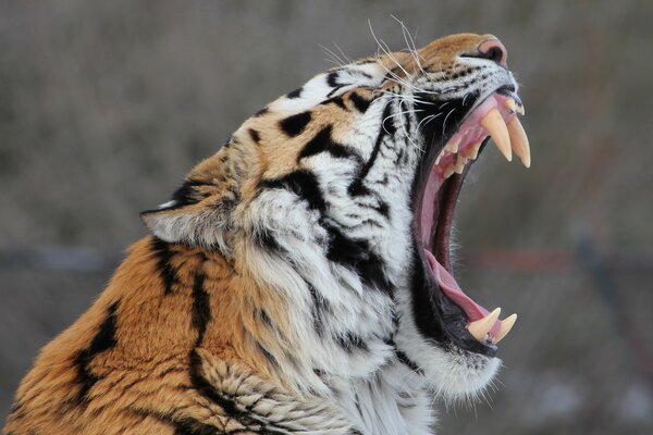 The Amur tiger yawns sweetly baring its huge fangs