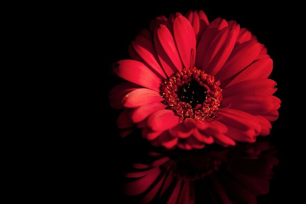 Gerbera roja sobre fondo negro con reflexión