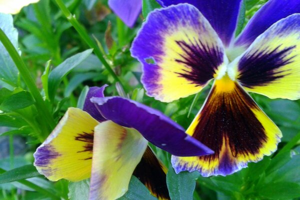 Lindas flores que voam como borboletas