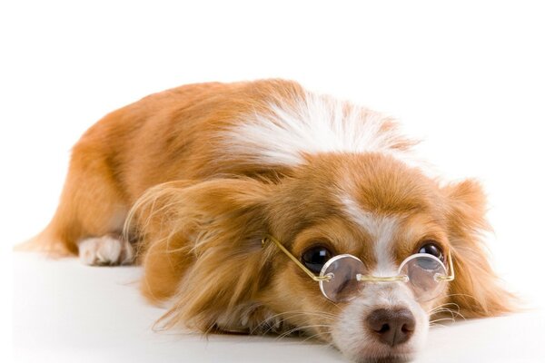 一只可爱的红毛狗把眼镜戴在鼻子上