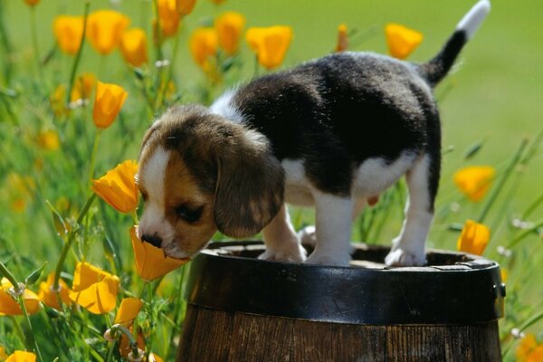 Chiot mignon aime les fleurs