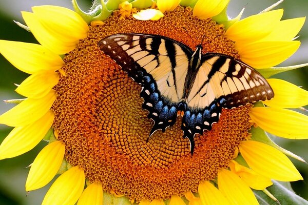 Multicolored butterfly on a sunflower