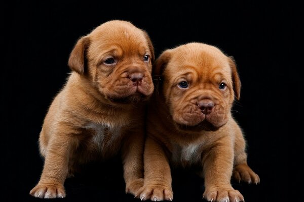 A pair of cute purebred puppies