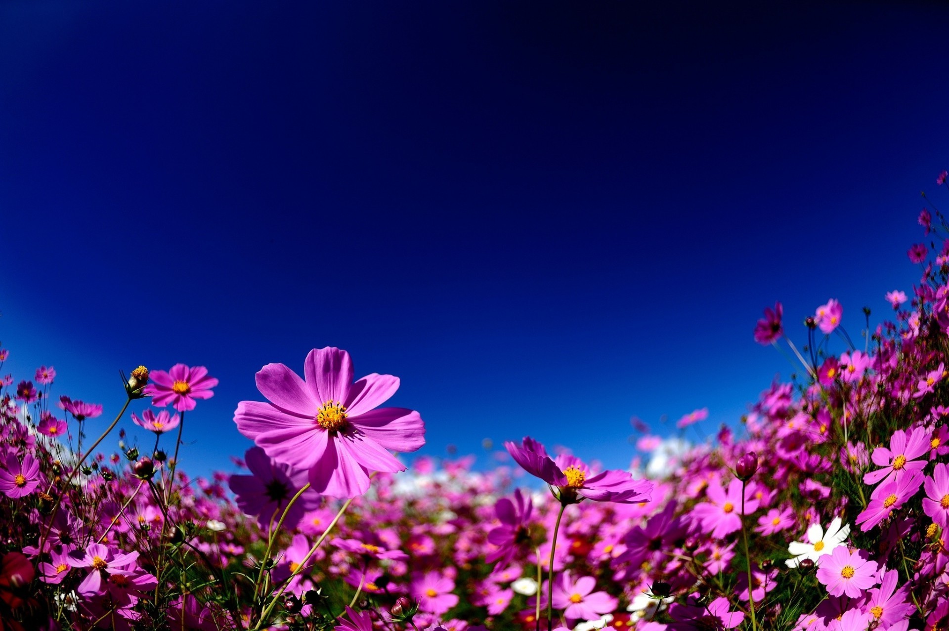 field of flowers nature flower summer flora garden sun cosmos color bright field petal blooming fair weather leaf floral growth season