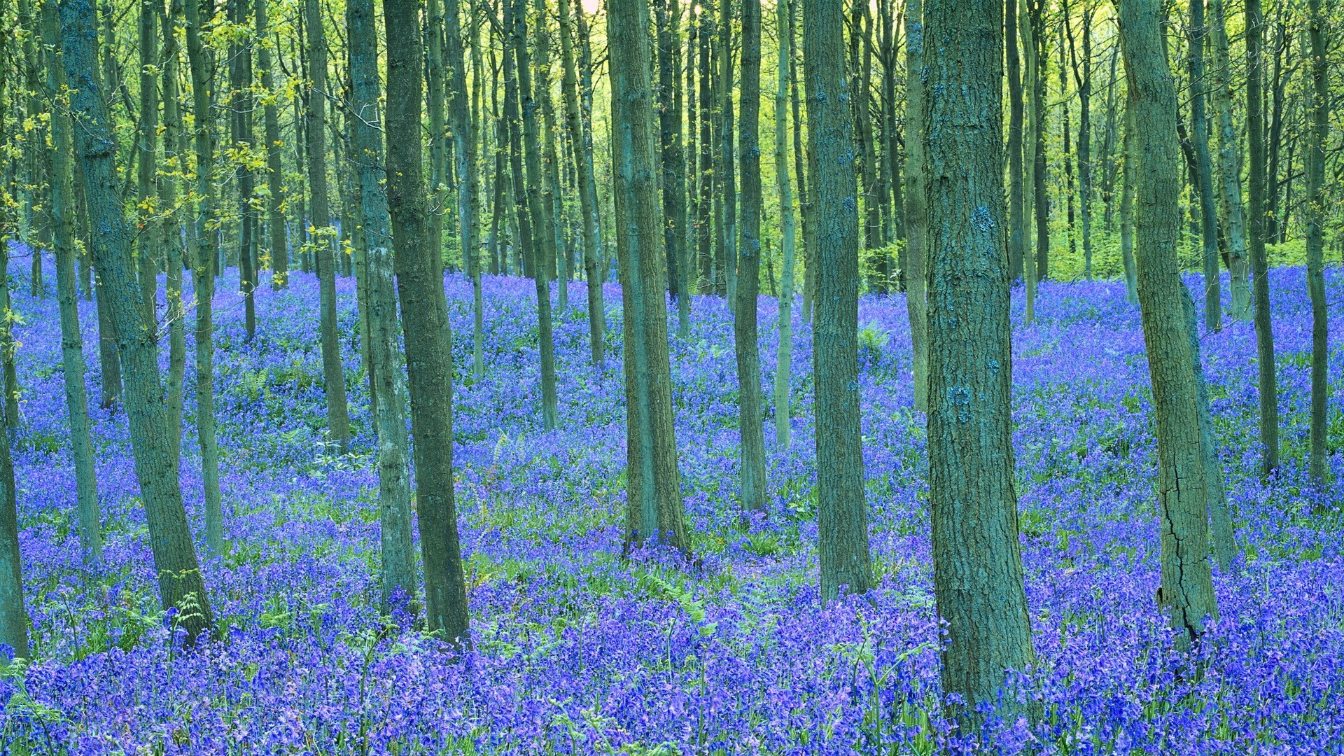 flowers wood landscape nature scenic flower leaf tree countryside scenery outdoors season flora park dawn beech idyllic rug growth rural