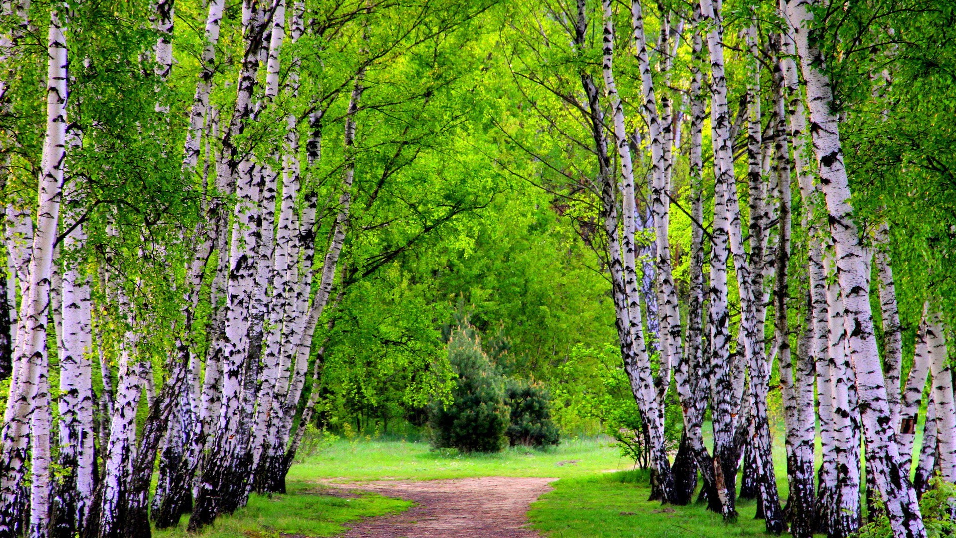 bahar doğa yaprak flora ağaç ahşap büyüme manzara yaz sezon açık havada kırsal şube park huş ağacı çevre kırsal çiçek bahar güzel hava