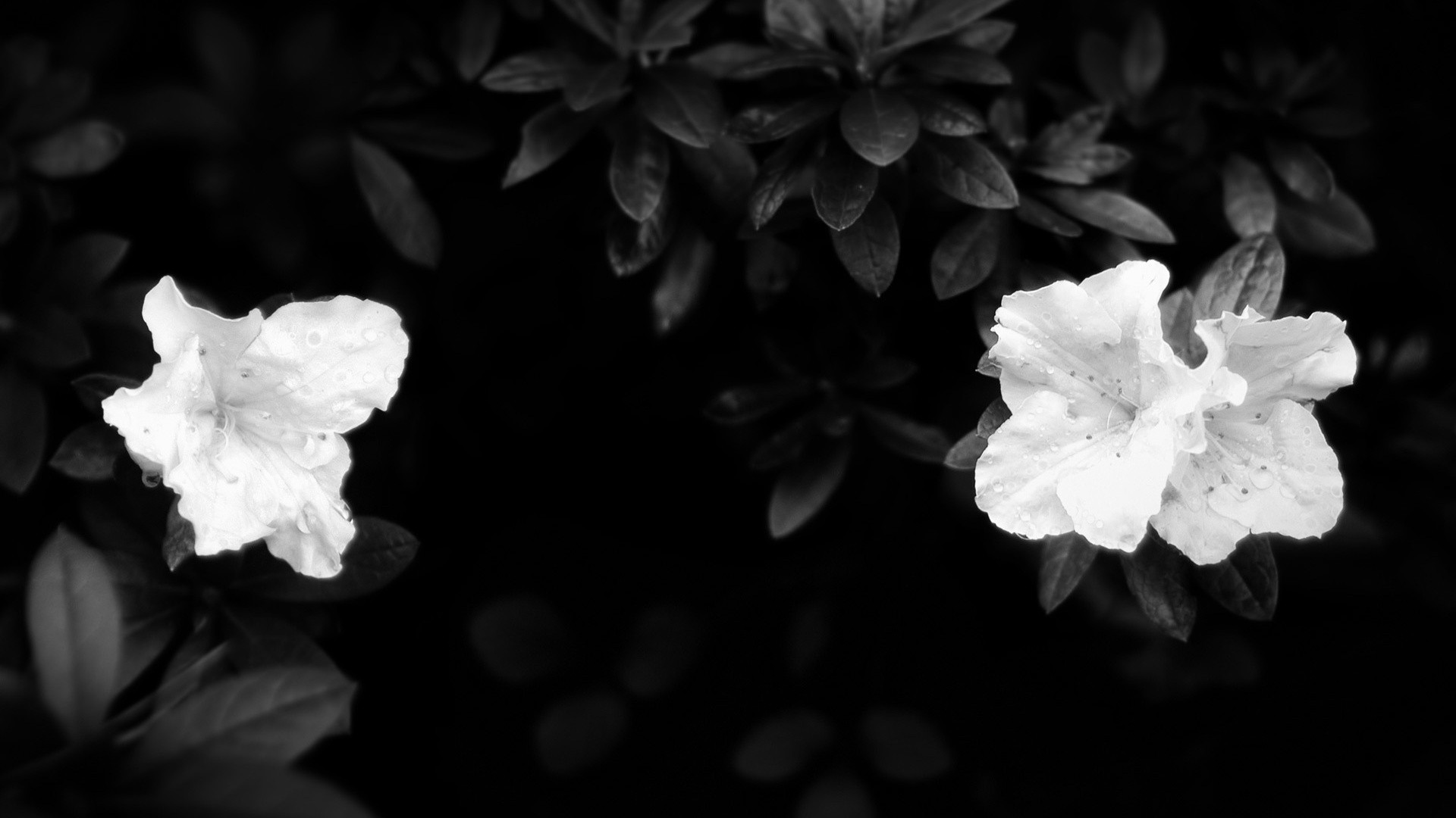 flowers flower monochrome leaf nature flora black and white desktop floral close-up petal beautiful color dark blooming rose art texture light tree