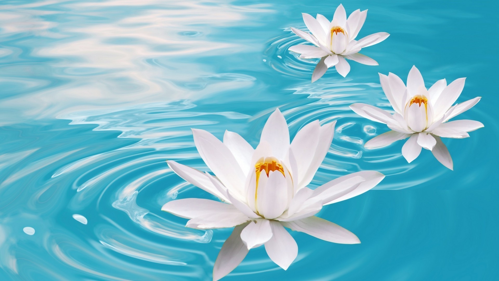 zambaklar çiçek doğa lotus yaz tropikal yaprak flora zen yüzme havuzu güzel yüzme meditasyon egzotik petal su çiçek sulu çiçek açan