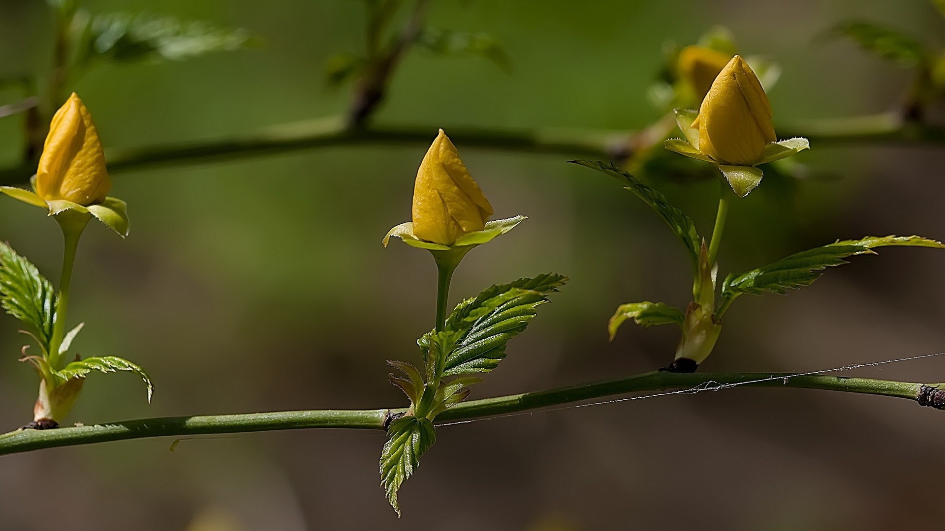 rosen natur blatt blume flora im freien garten sommer unschärfe wachstum farbe gutes wetter