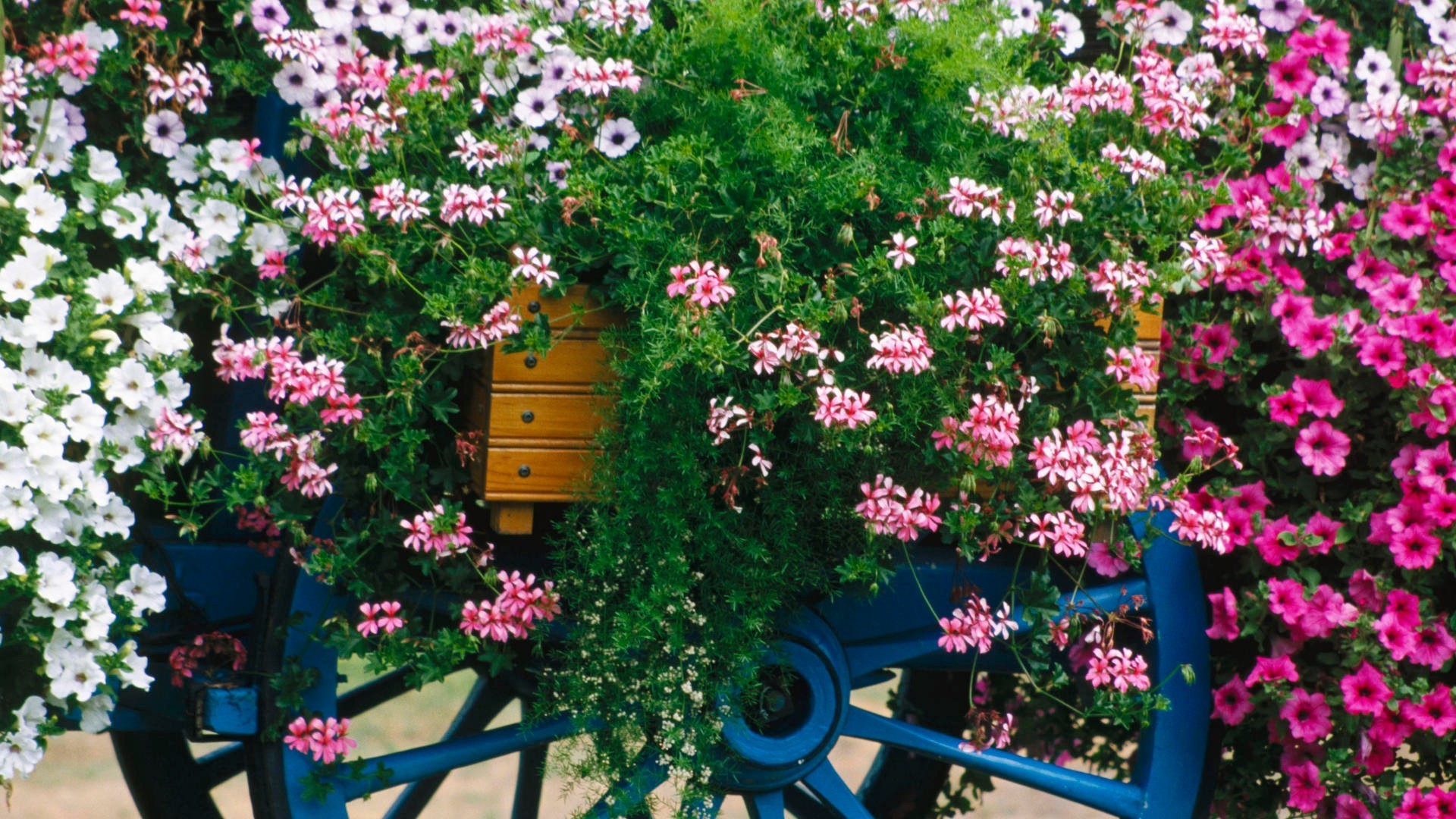 summer flower garden flora nature blooming leaf floral outdoors growth geranium season decoration petal color