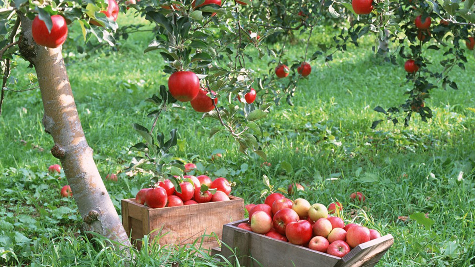 harvest garden fruit pasture leaf agriculture apple food summer cherry nature grow crop fall grove juicy outdoors