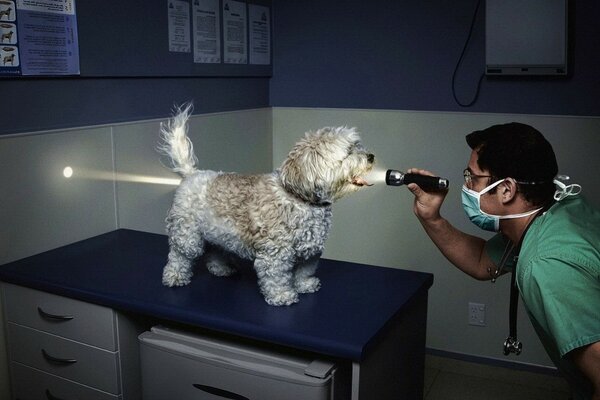 Veterinário ilumina cachorro com lanterna