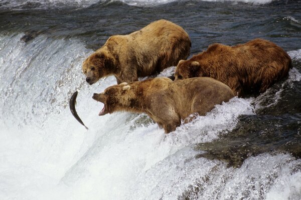 Grizzly bears catch salmon standing on top of a waterfall