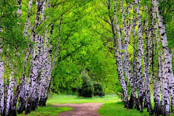 Naturaleza. Camino a lo largo de la avenida de abedul