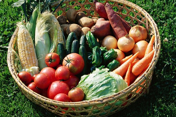 The harvest collected from his dacha