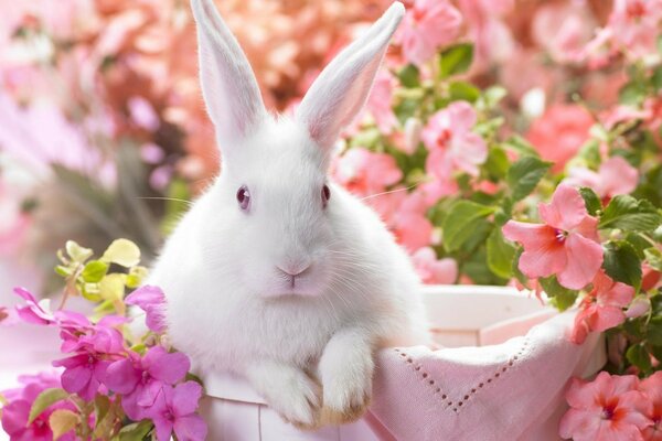 Lapin blanc assis dans un panier