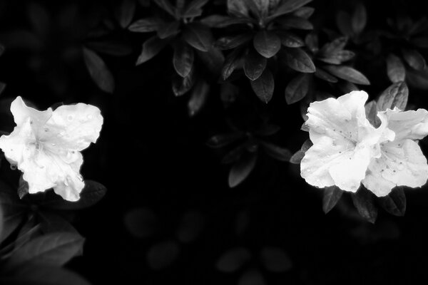 En la foto en blanco y negro, las flores de hibisco se destacan contra el verde del arbusto