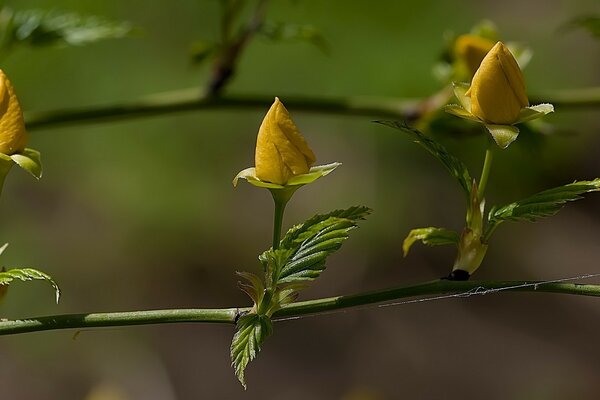 Yellow rosebuds are ready to bloom