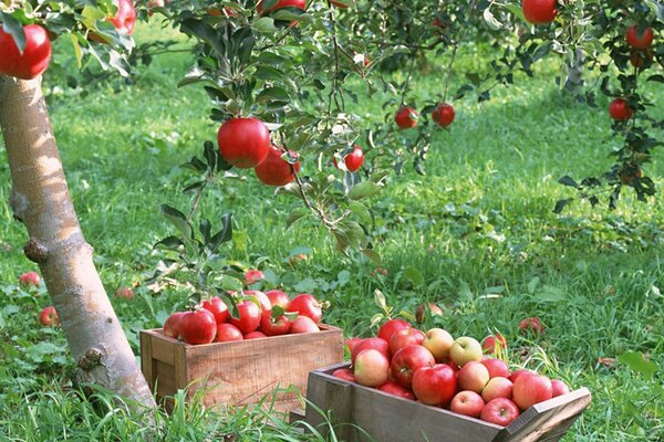 Garden with red juicy apples