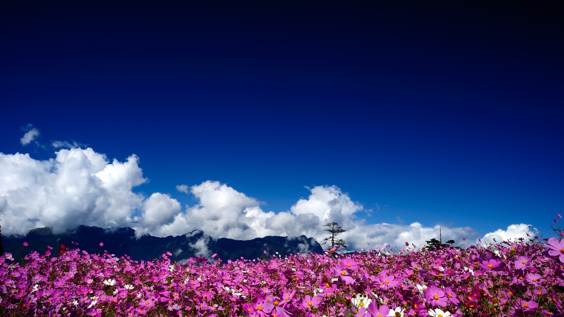 campos prados y valles flor paisaje cielo naturaleza color al aire libre verano jardín flora