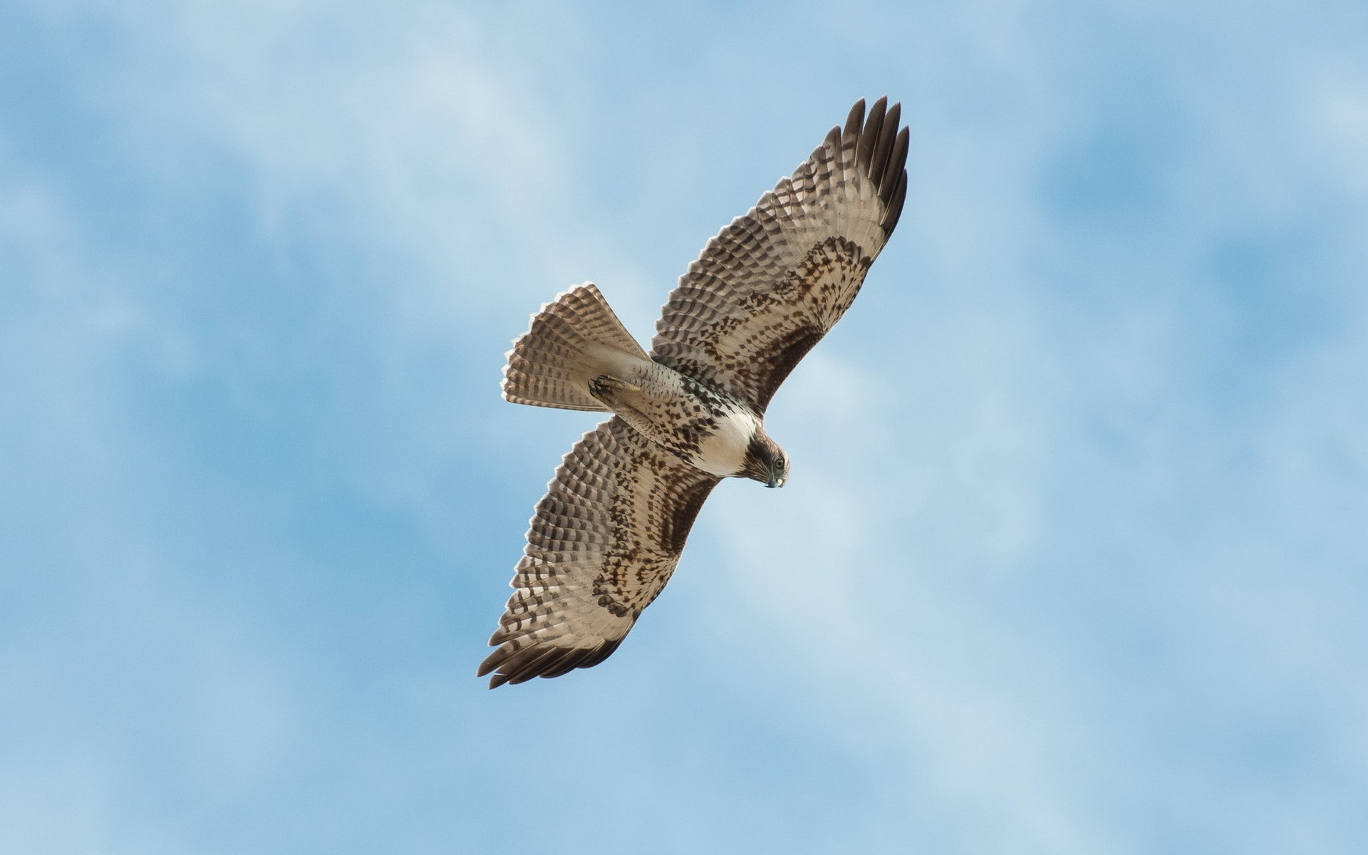 animais raptor pássaro falcão vida selvagem presa águia natureza falcão animal voo coruja selvagem falcoaria ao ar livre avian