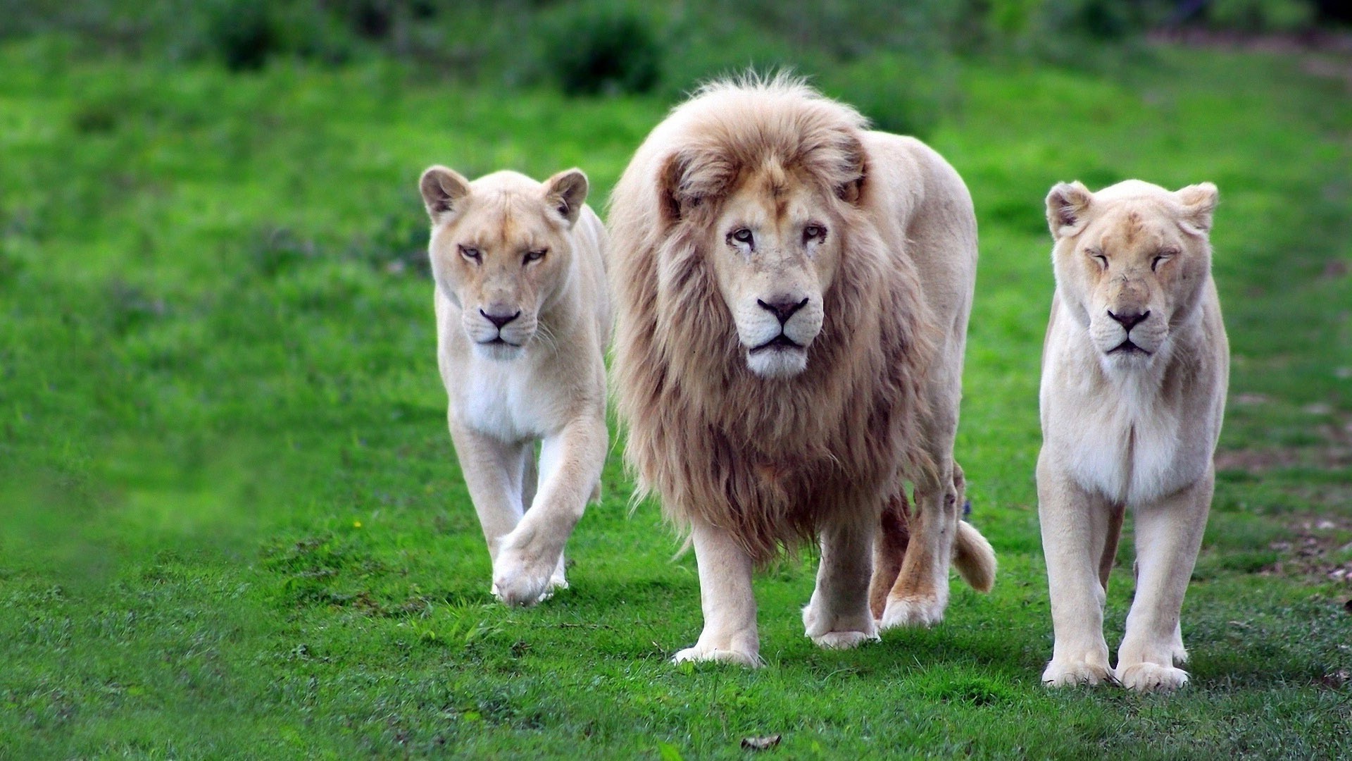 leones mamífero hierba animal perro lindo perro cachorro pelaje retrato mascota