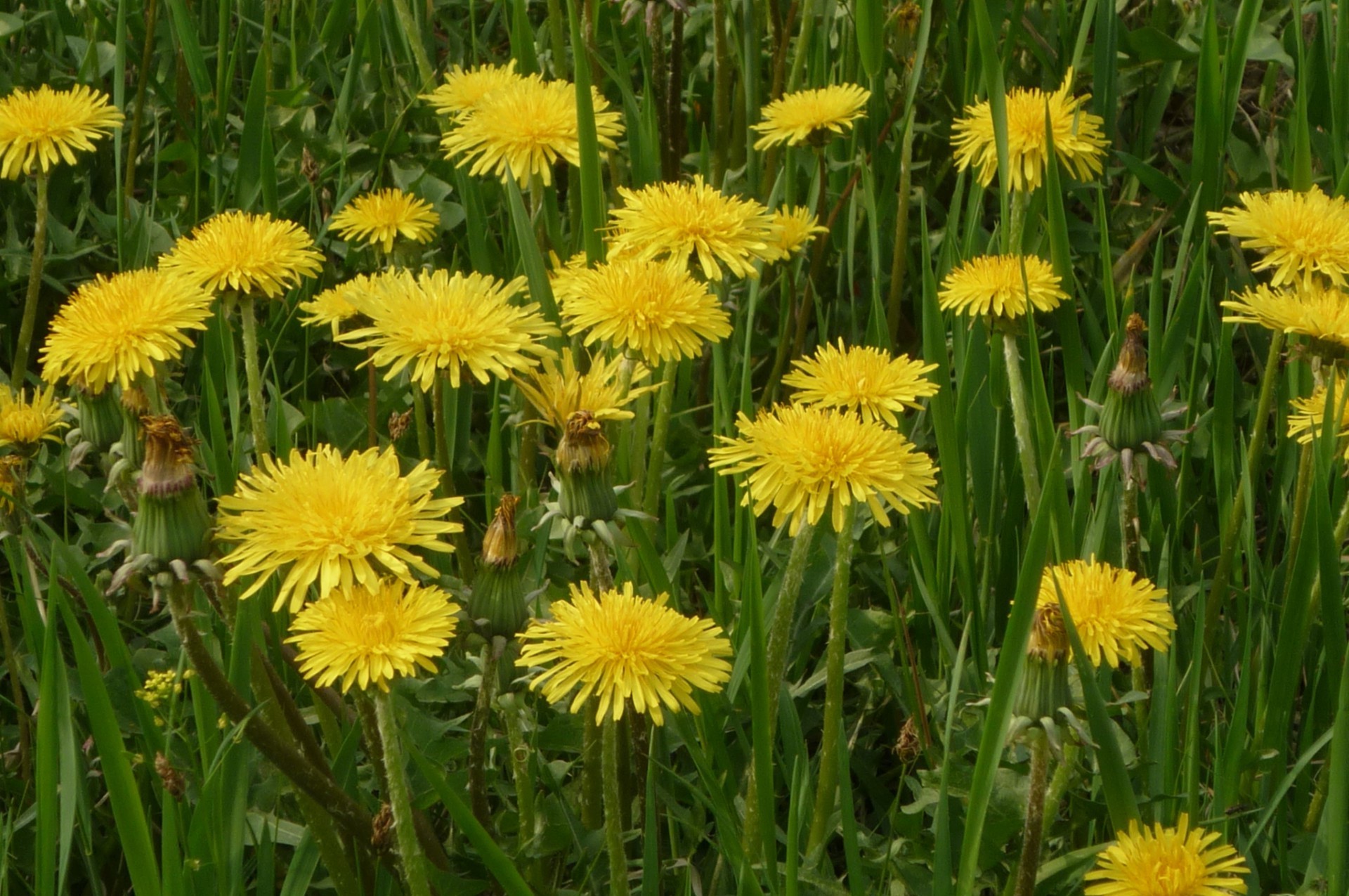 fiori dente di leone estate fiore natura flora erba all aperto fieno rurale campo floreale sole luminoso bel tempo foglia fiore petalo giardino crescita