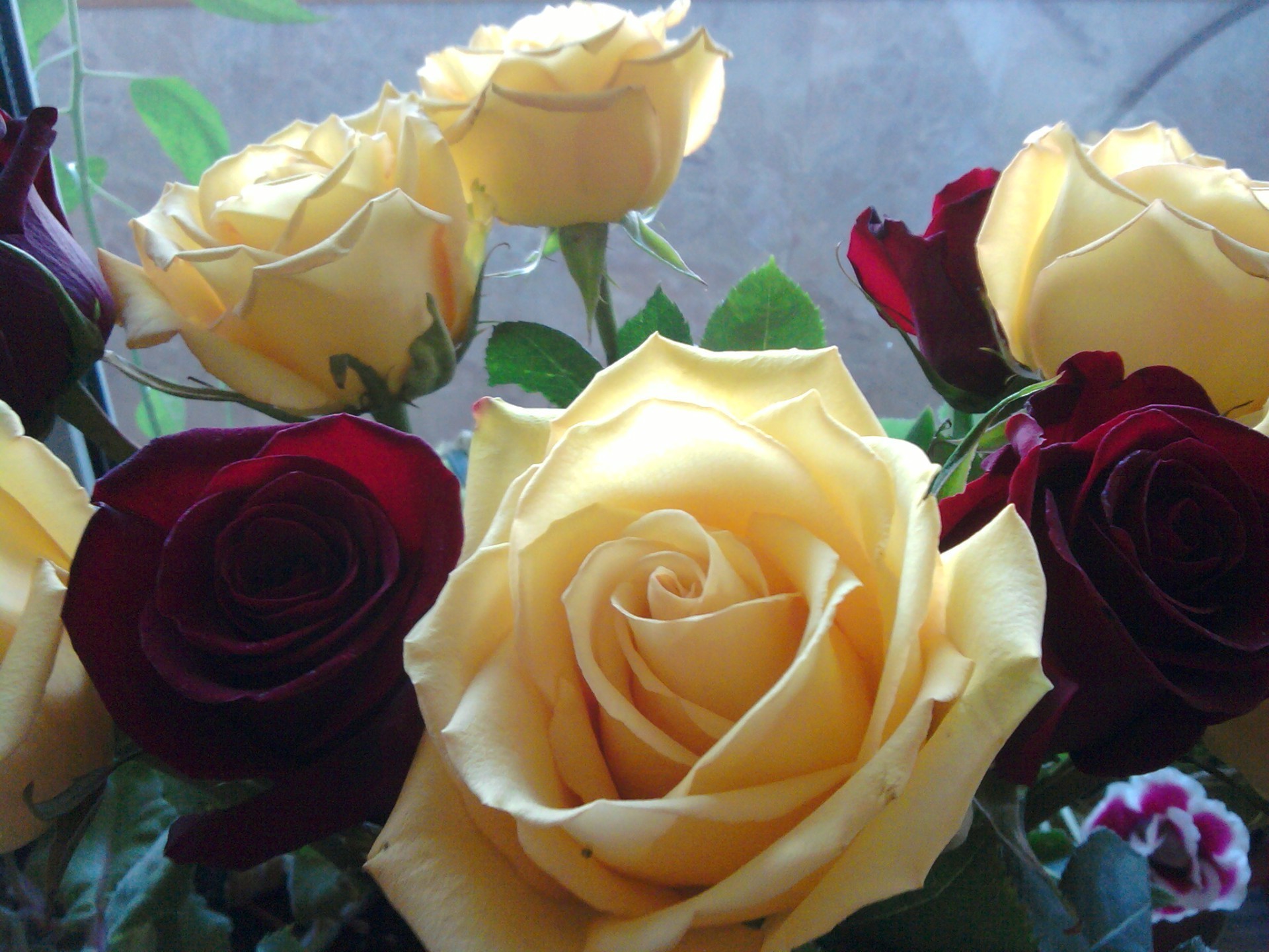 цветы роза свадьба цветок любовь романтика букет подарок лепесток невеста цветочные романтический юбилей брак день рождения блюминг украшения для новобрачных праздник дружище
