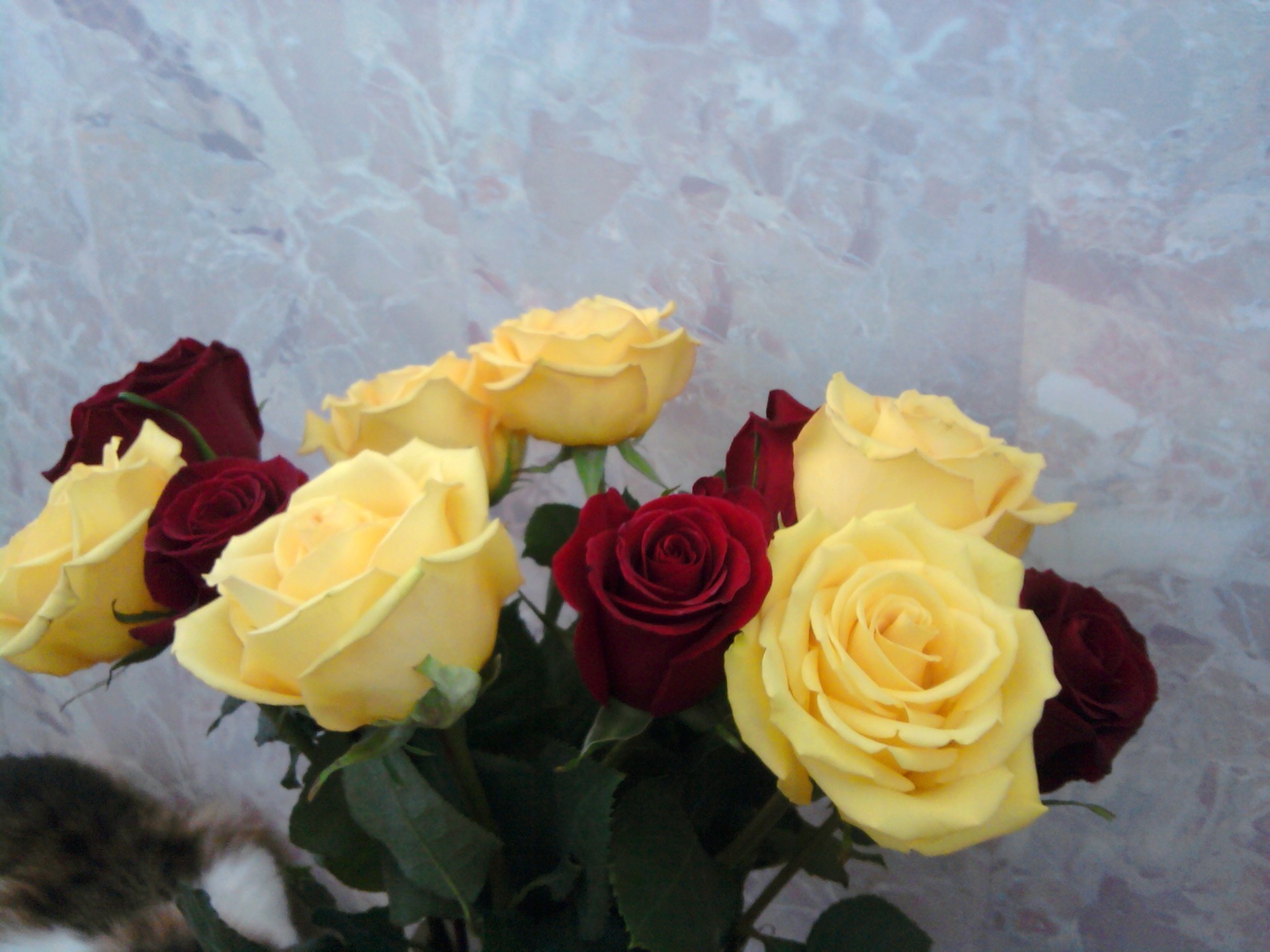цветы роза любовь свадьба цветок романтика юбилей букет подарок лепесток романтический день рождения праздник цветочные невеста блюминг лист украшения