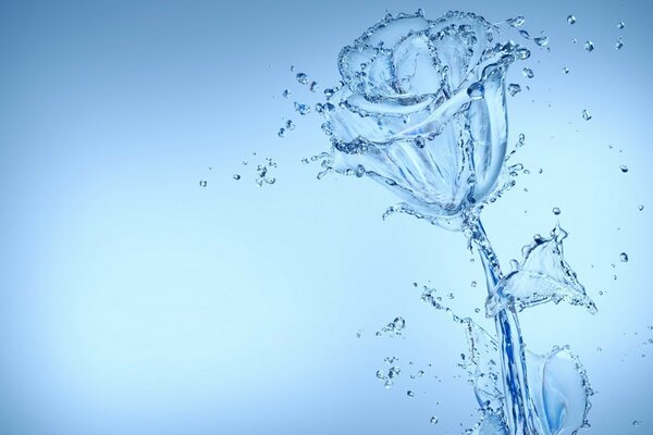 Transparent rose with water drops