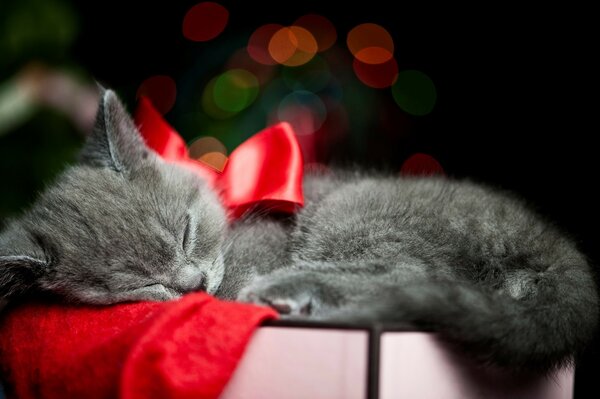 Gattino grigio carino con fiocco rosso che dorme in una scatola